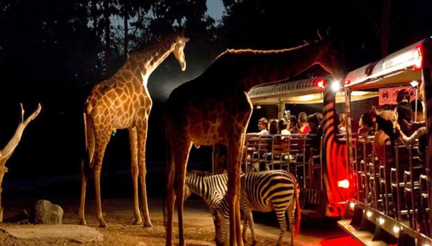Safari Nocturno en Chiang Mai - Tour Privado - Foto 3